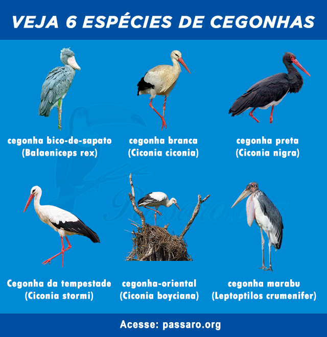 tipos de cegonhas