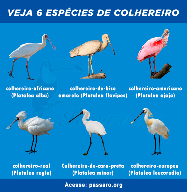 tipos de colhereiro