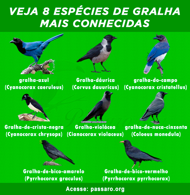 tipos de gralha mais conhecidas