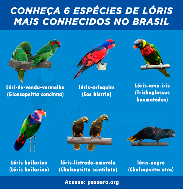 tipos de loris mais conhecidos no brasil