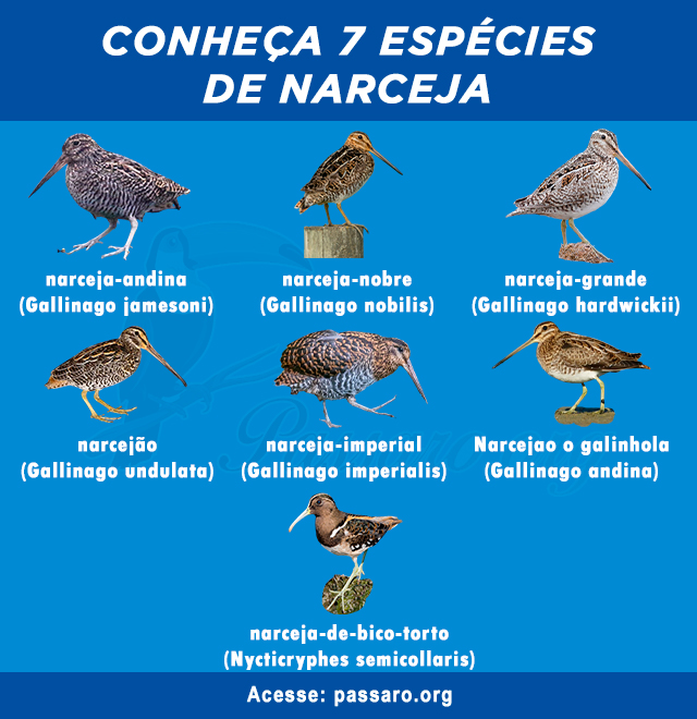 tipos de narceja