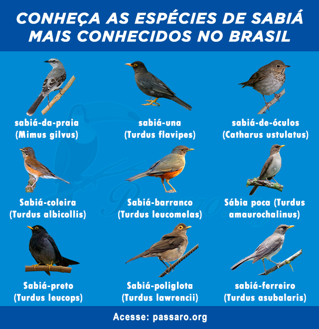 tipos de sabia mais conhecidos no brasil