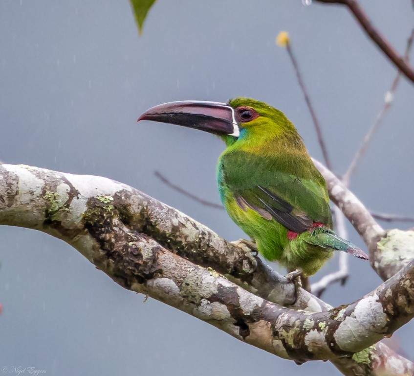 tucaninho verde