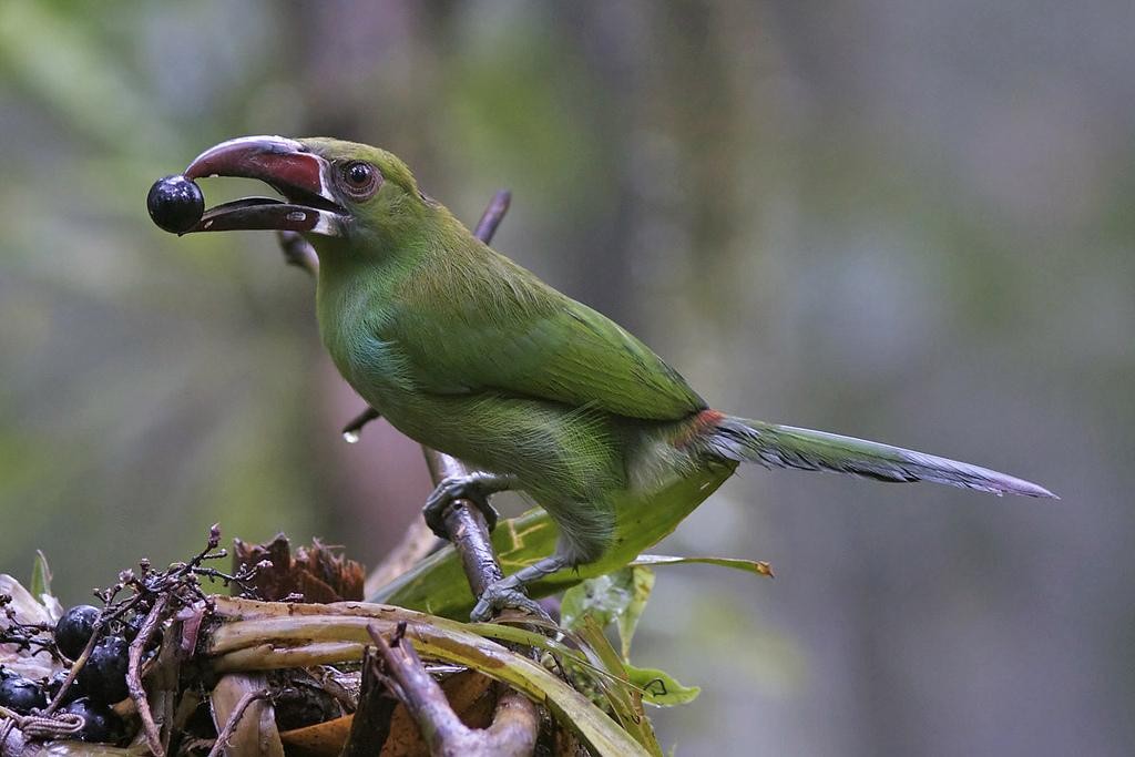 tucaninho verde 