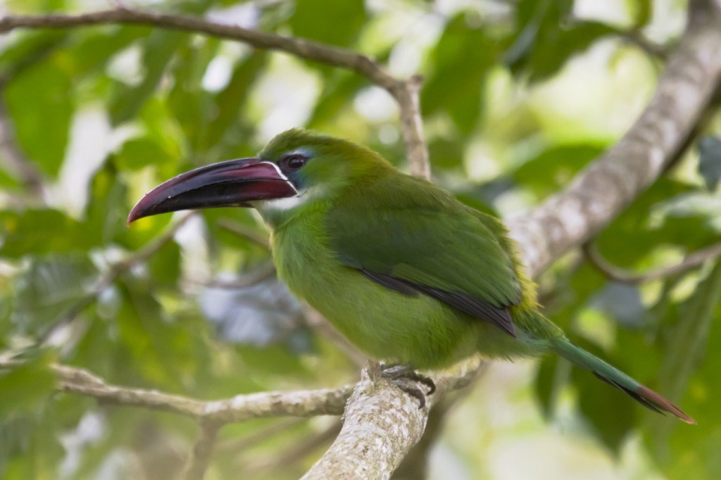 tucaninho verde