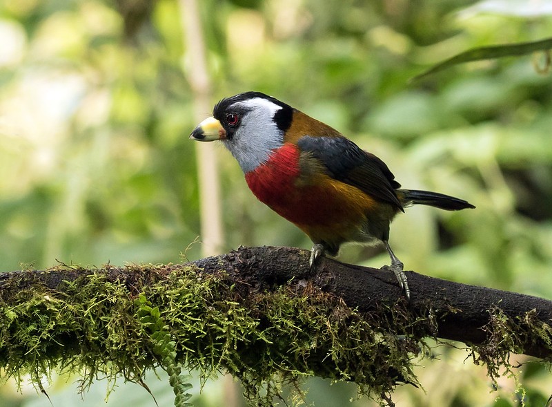 tucano barbet