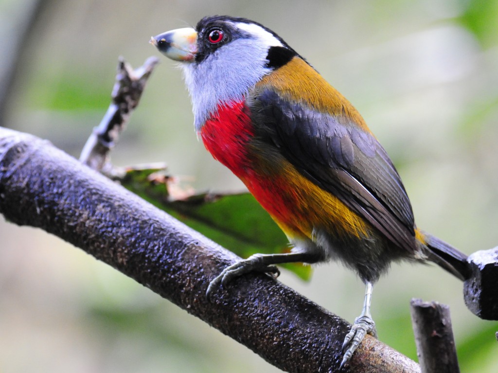 tucano barbet