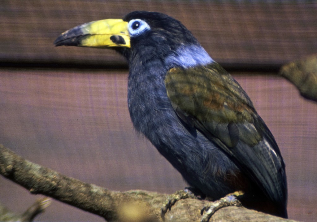  tucano-da-montanha-de-capuz