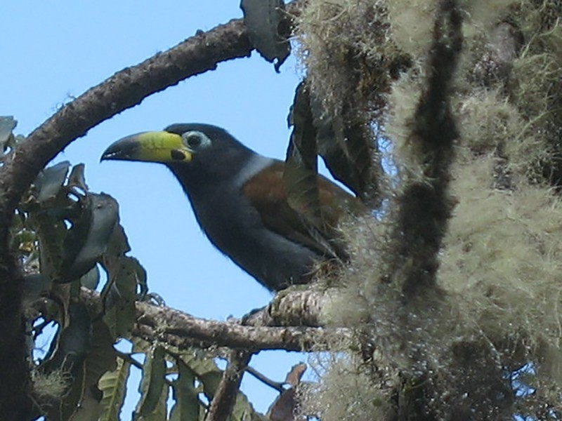 tucano-da-montanha-de-capuz