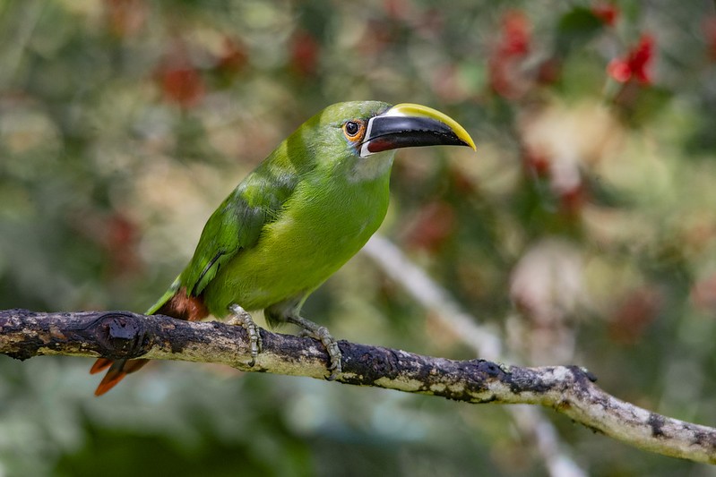 tucano-esmeralda