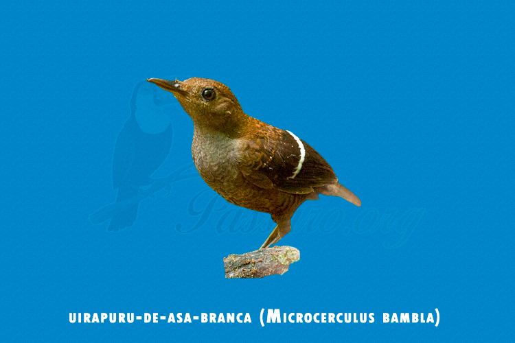 uirapuru-de-asa-branca (Microcerculus bambla)