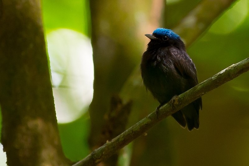 uirapuru-de-chapeu-azul 