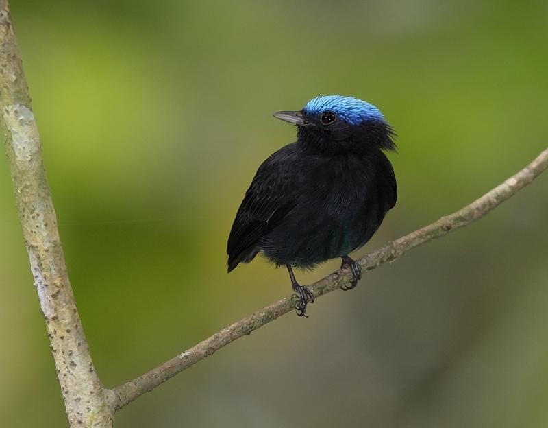 uirapuru-de-chapeu-azul