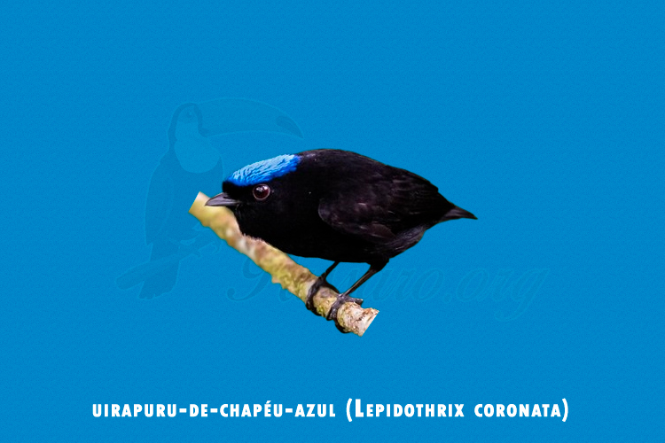 uirapuru-de-chapeu-azul ( Lepidothrix coronata)