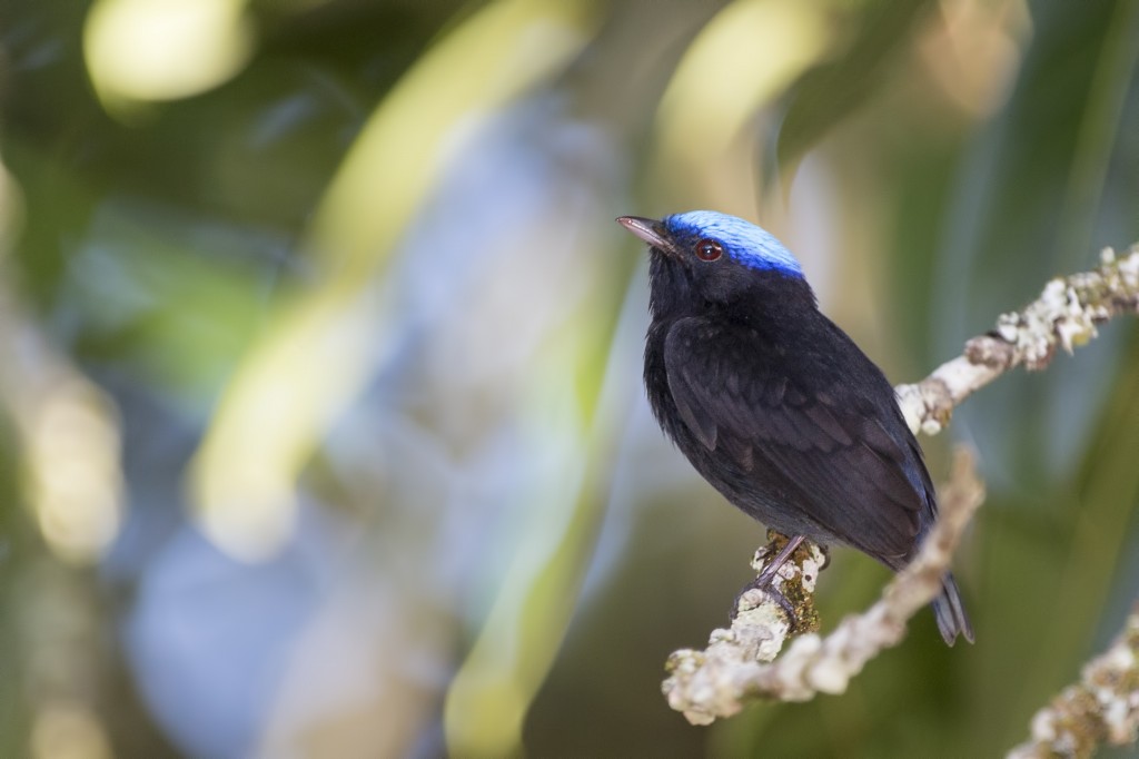 uirapuru-de-chapeu-azul habitat