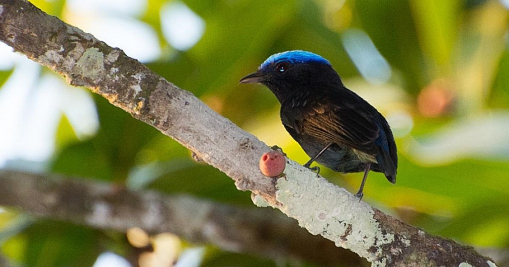 uirapuru-de-chapeu-azul.