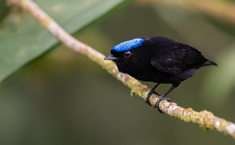 uirapuru-de-chapeu-azul