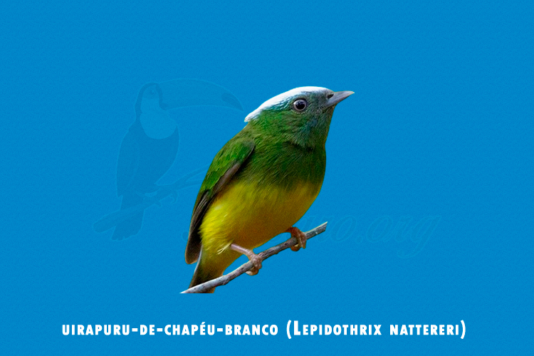 uirapuru-de-chapeu-branco (Lepidothrix nattereri)