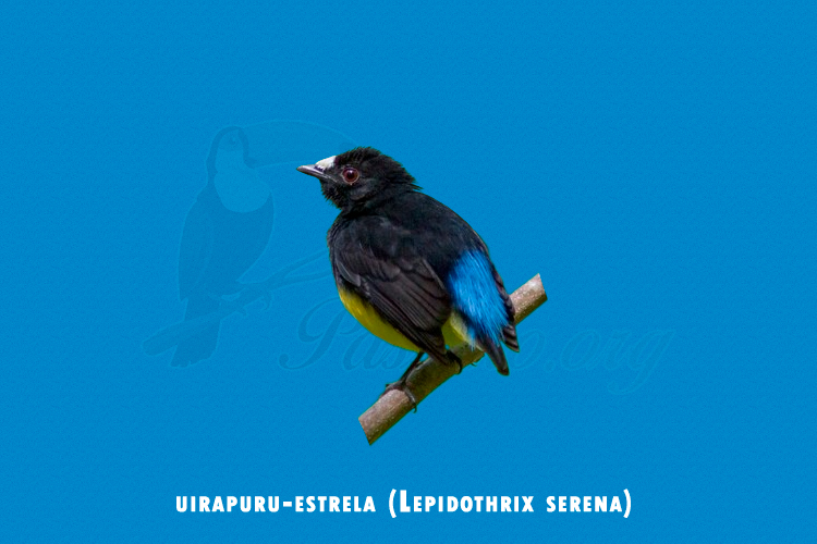 uirapuru-estrela (Lepidothrix serena)