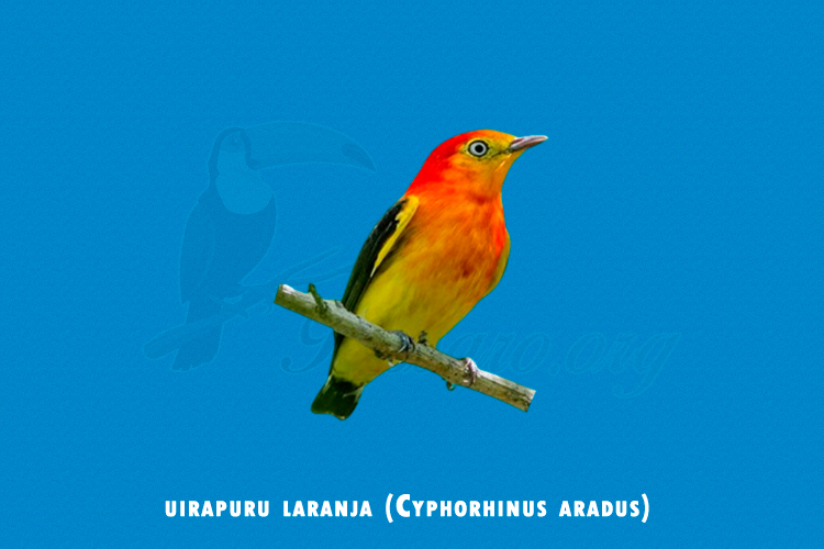 uirapuru laranja (Cyphorhinus aradus)