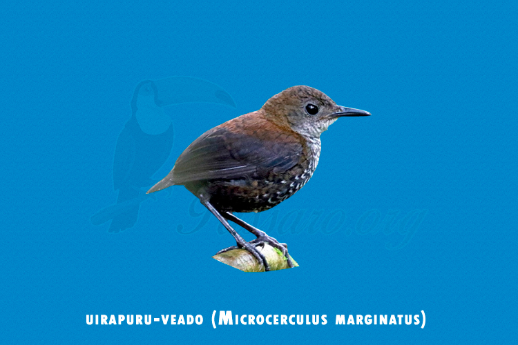uirapuru-veado (Microcerculus marginatus)