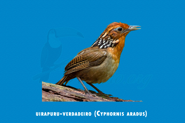 uirapuru-verdadeiro (Cyphornis aradus)