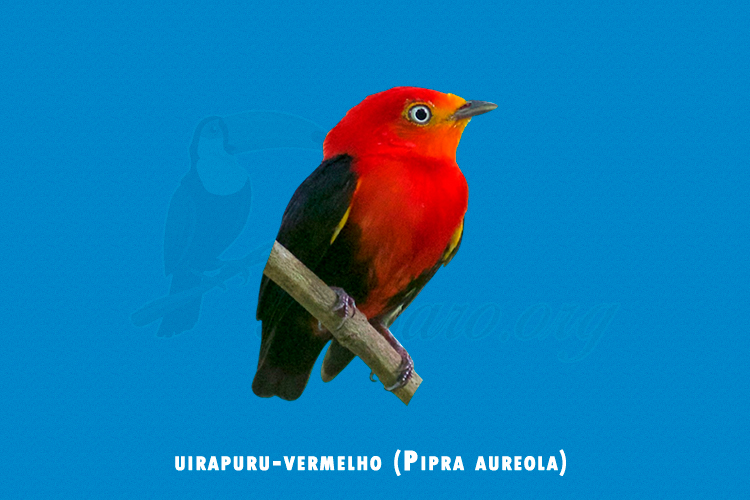 uirapuru-vermelho ( Pipra aureola)