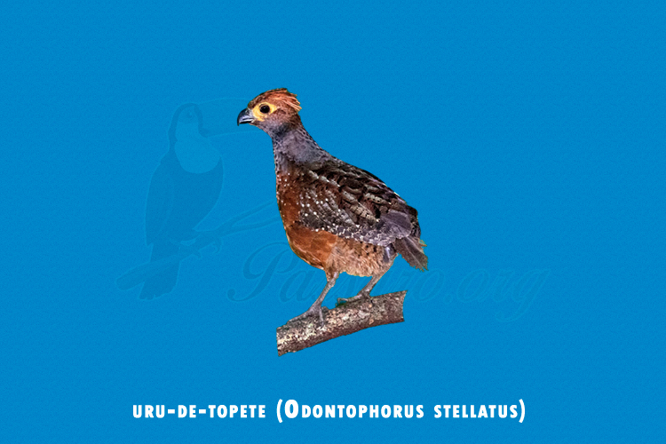 uru-de-topete (Odontophorus stellatus)