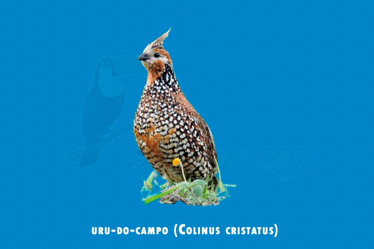 uru-do-campo (Colinus cristatus)