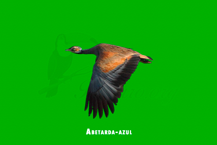 Abetarda-azul