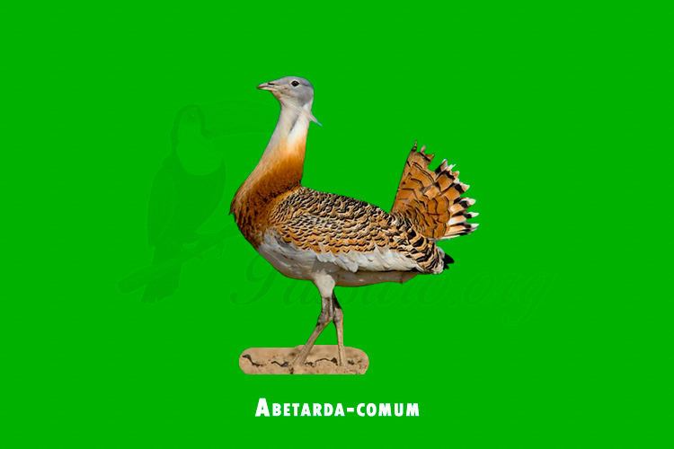 Abetarda-comum