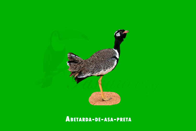 Abetarda-de-asa-preta