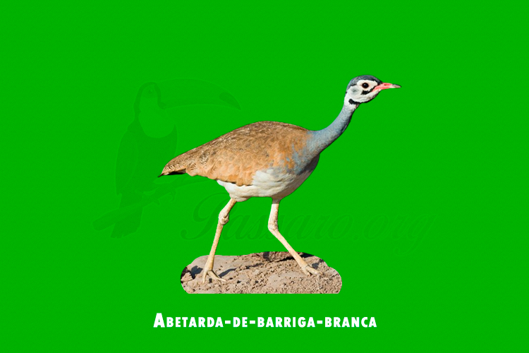 Abetarda-de-barriga-branca