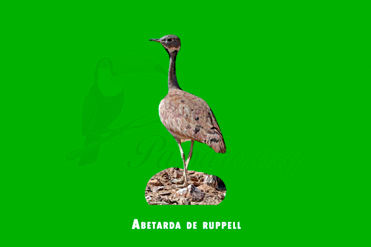 Abetarda de ruppell