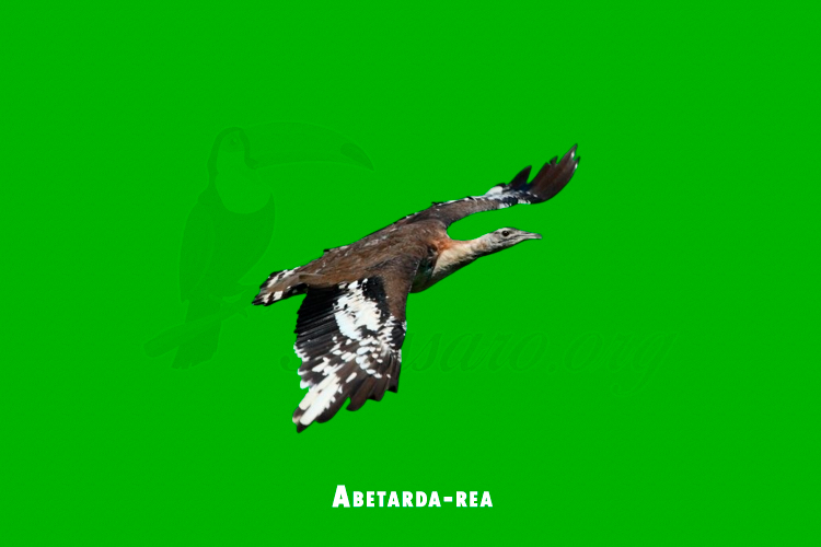 Abetarda-rea