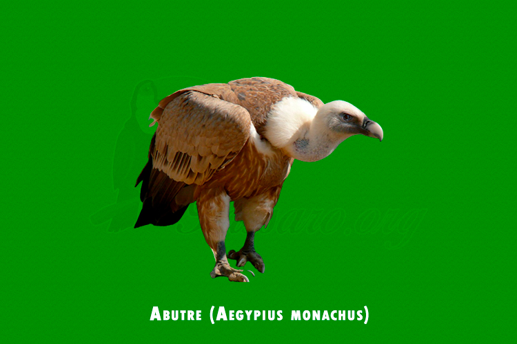 Abutre (Aegypius monachus)