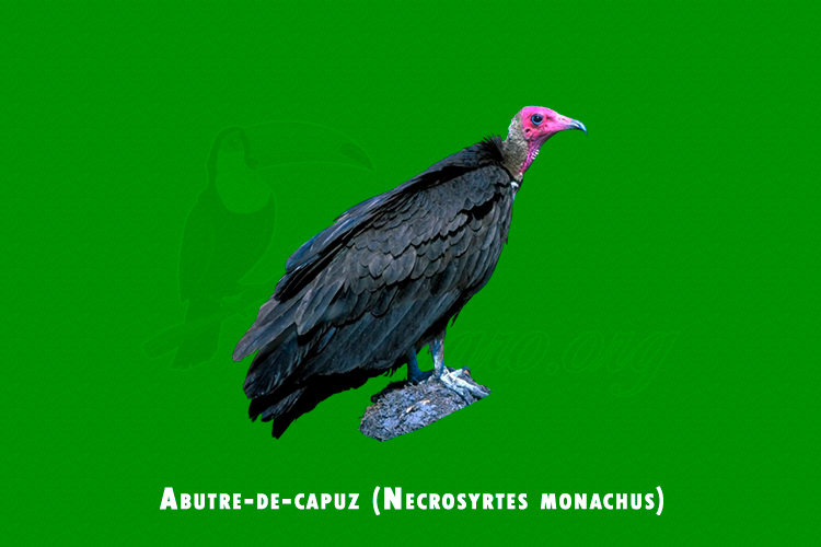 Abutre-de-capuz ( Necrosyrtes monachus )