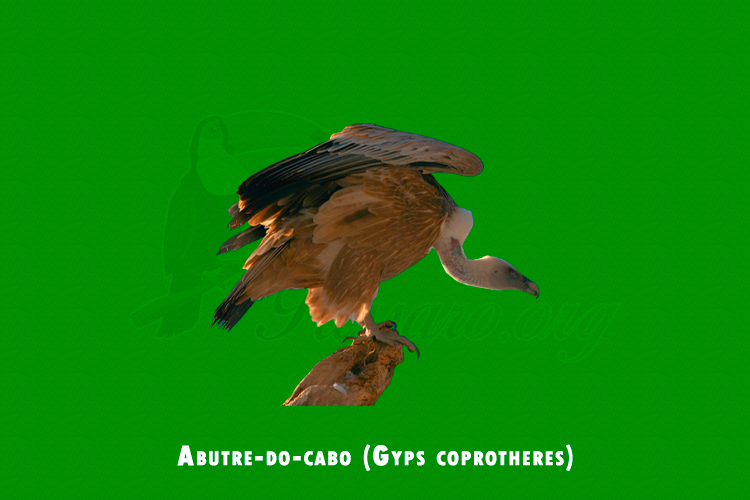 Abutre-do-cabo (Gyps coprotheres)