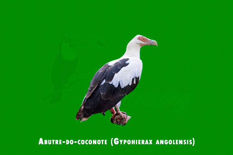Abutre-do-coconote ( Gypohierax angolensis )