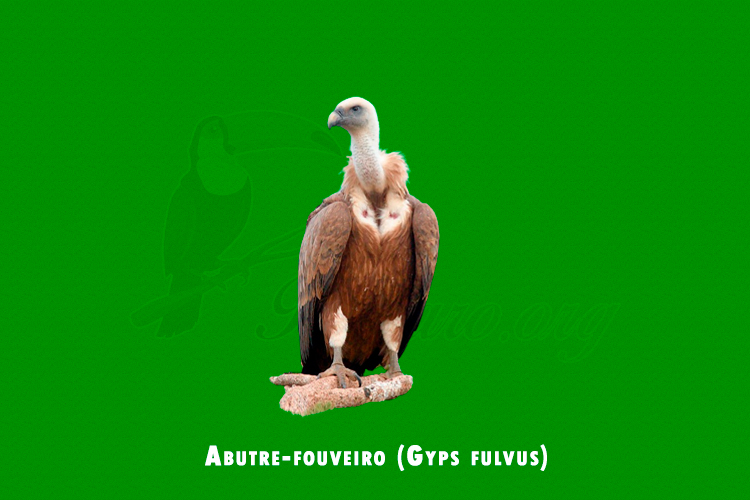 Abutre-fouveiro (Gyps fulvus)