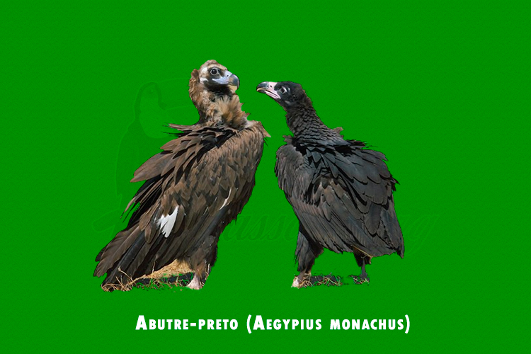 Abutre-preto ( Aegypius monachus )