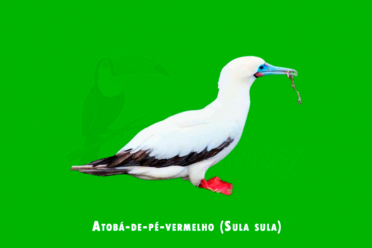 Atoba-de-pe-vermelho ( Sula sula)