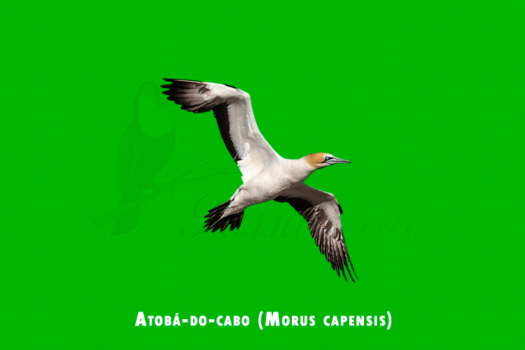 Atoba-do-cabo ( Morus capensis )