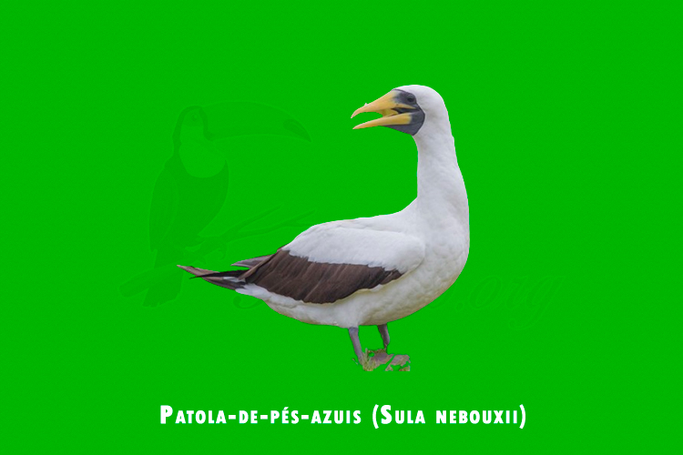 Atoba mascarado ( Sula dactylatra )