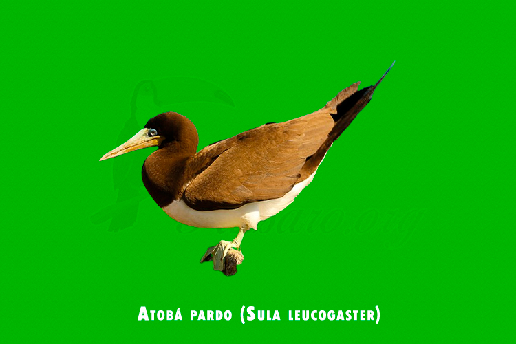 Atoba pardo (Sula leucogaster)