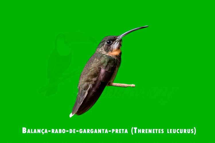 Balanca-rabo-de-garganta-preta (Threnetes leucurus)