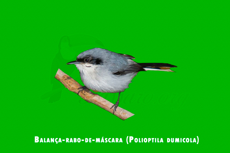 Balanca-rabo-de-mascara (Polioptila dumicola)