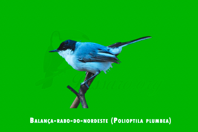Balanca-rabo-do-nordeste (Polioptila plumbea)