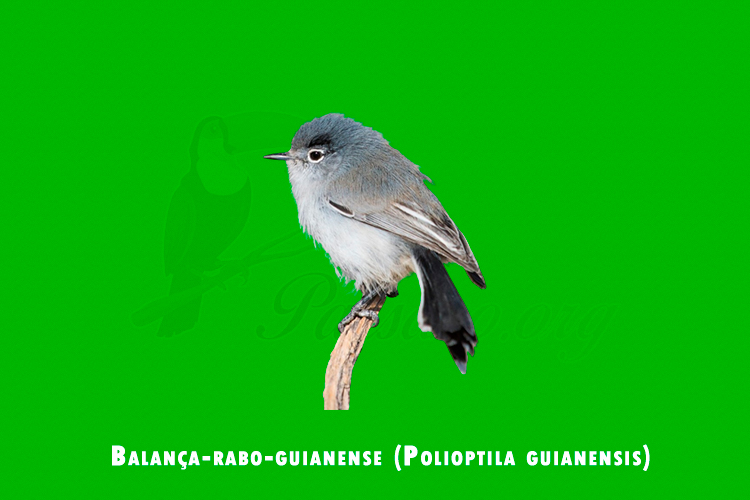 Balanca-rabo-guianense (Polioptila guianensis)