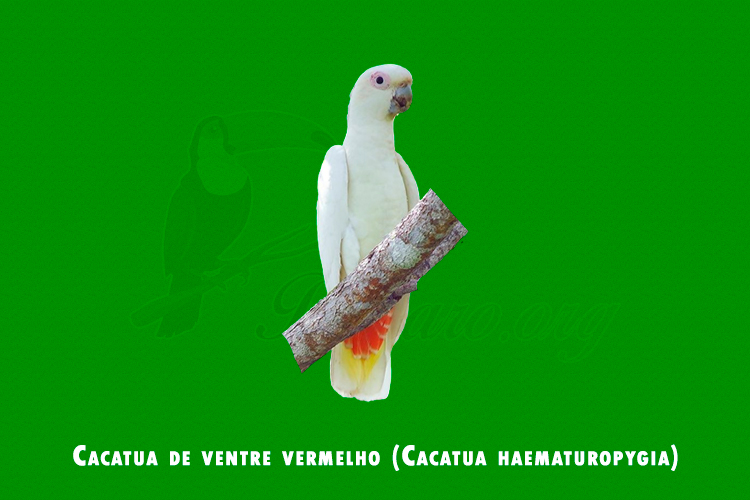 Cacatua de ventre vermelho (Cacatua haematuropygia)